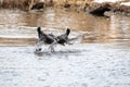 A picture of two American coots fighting each other.